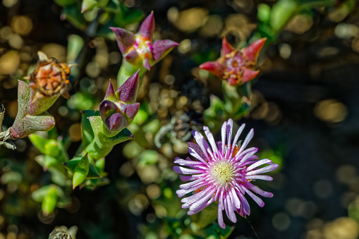 Succulent shrublet with triangular leaves and pink flower in the Little Karoo near the Langeberg mountains in the Western Cape, South Africa