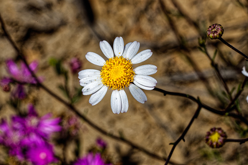 Small flowering yellow and white daisy plant found after fires in the Little Karoo near the Langeberg mountains in the Western Cape, South Africa