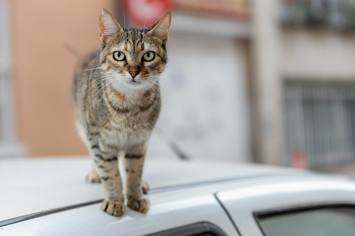 Tabby stray cat is standing on car.