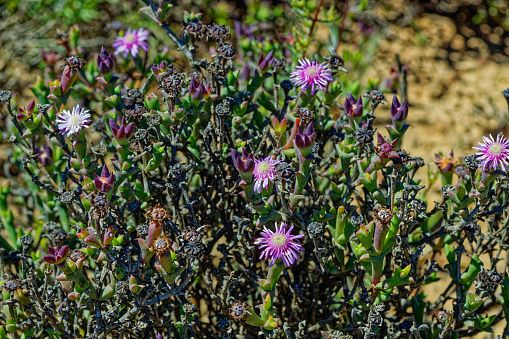 Succulent shrub with pink flowers in Little Karoo  that is endemic to the Little Karoo in the Western Cape, South Africa