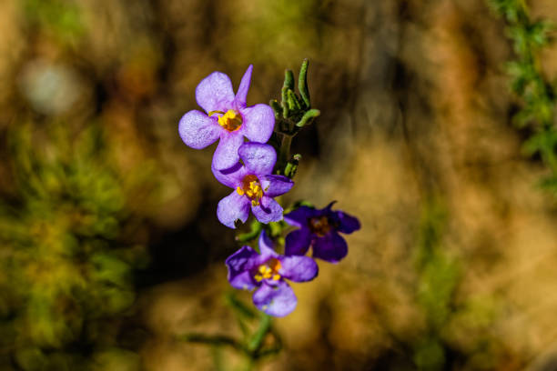 istock Tiny purple and yellow Sutera flowering plant 1761118162