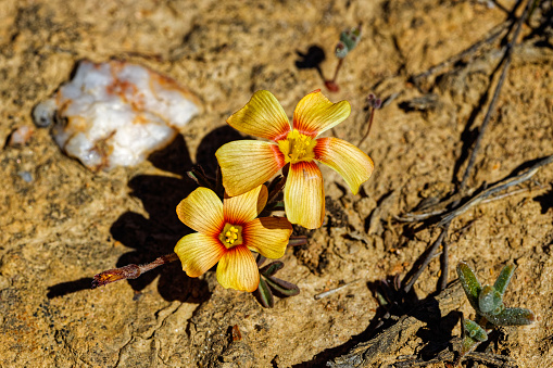 Two small yellow and red Oxalis flowers in the Little Karoo near the Langeberg mountains in the Western Cape, South Africa