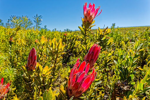 Vibrant red protea flowers in the remote Langkloof Valley in the Langeberg mountains, Little Karoo, Western Cape, South Africa