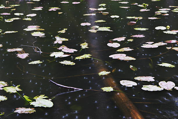 lily pad nymphaea alba roślina wodna kroplami deszczu - chwytniki zdjęcia i obrazy z banku zdjęć