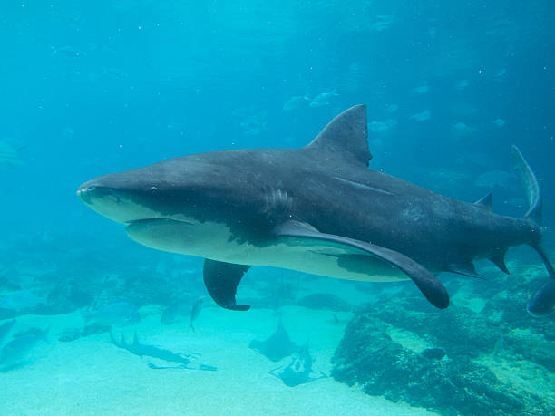 Tiger Shark stock photo