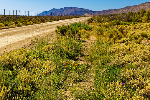 Wildflowers growing along dirt road in the Little Karoo near VanWyksdorp after rains in the Western Cape, South Africa