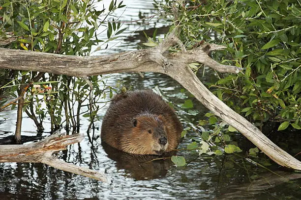 Photo of Beaver Castor canadensis Swimming
