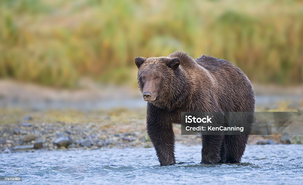 Coastal Ours brun - Photo de Alaska - État américain libre de droits