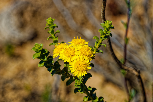 Yellow flowers on Oedera squarrosa succulent shrub in the Little Karoo near the Langeberg mountains in the Western Cape, South Africa