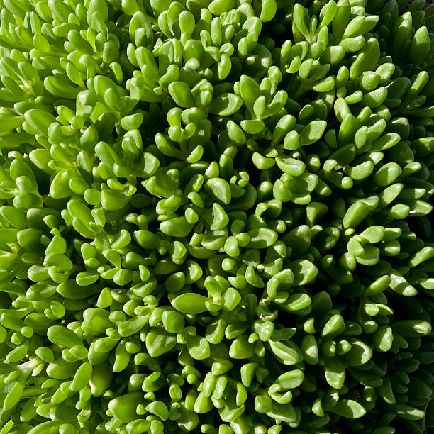 Yellow Ice Plant – Delosperma Nubigenum "Close up of a yellow ice plant (Botanical Name: Delosperma Nubigenum) - also called stone plants, carpet weeds or mesems. Part of a xeriscape (drought tolerant) plant display. Suitable for a background image." delosperma nubigenum stock pictures, royalty-free photos & images