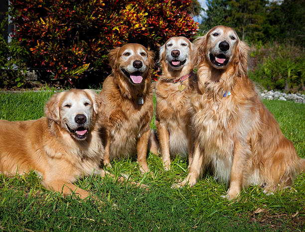 istock Happy Golden Retriever Quartet in Warm Late Day Light 176112358