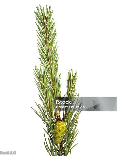 Pine Stock Photo - Download Image Now - Branch - Plant Part, Close-up, Extreme Close-Up