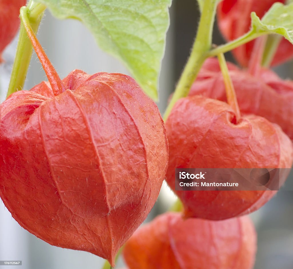 Lampionpflanze (Physalis alkekengi) - Lizenzfrei Bildhintergrund Stock-Foto