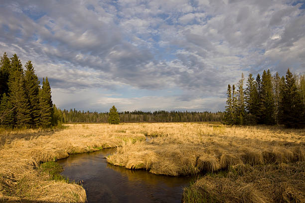 Creek in Boreal Forest A creek in a boreal forest. riding mountain national park stock pictures, royalty-free photos & images