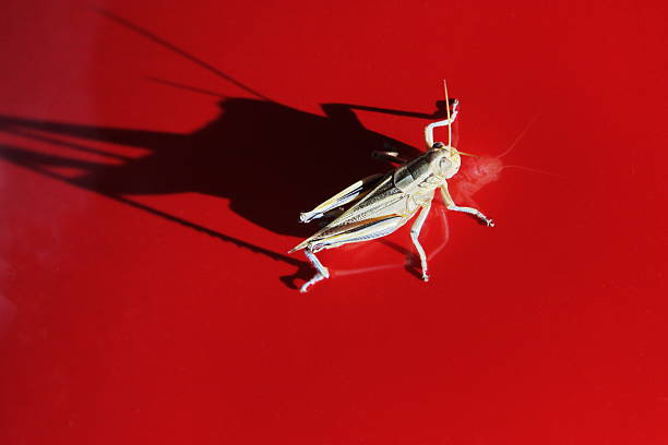 Grasshopper Locust Insect Reflection Shadow Large grasshopper with reflection and shadow on red metallic background. giant grasshopper stock pictures, royalty-free photos & images