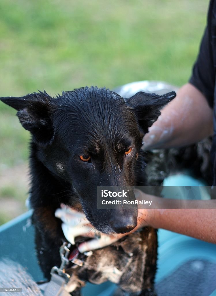 Lavar o cão - Royalty-free Animal Foto de stock