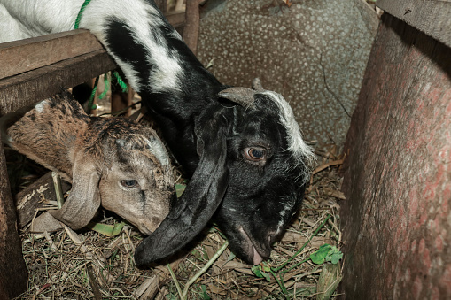 Brown goat in a bamboo cage is eating grass. Goat farming in the village uses bamboo cages
