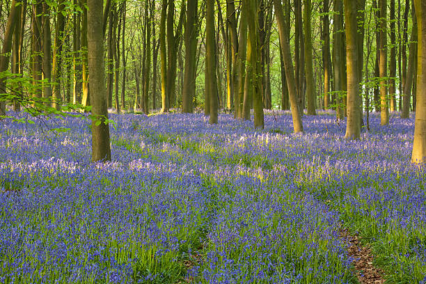 istock Bluebell woodland 176113367