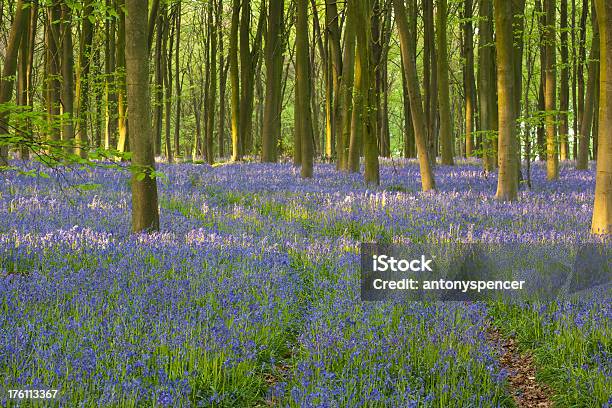 Bluebell Woodland Stock Photo - Download Image Now - Beech Tree, Bluebell, Dawn