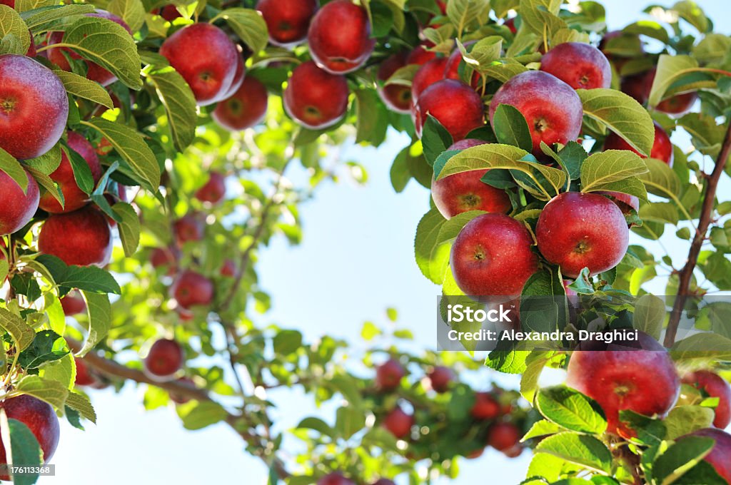 Pommiers avec pommes sur les branches - Photo de Antioxydant libre de droits