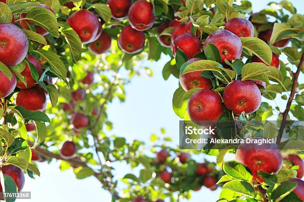 Photo libre de droit de Pommiers Avec Pommes Sur Les Branches banque d'images et plus d'images libres de droit de Antioxydant - Antioxydant, Arbre, Automne