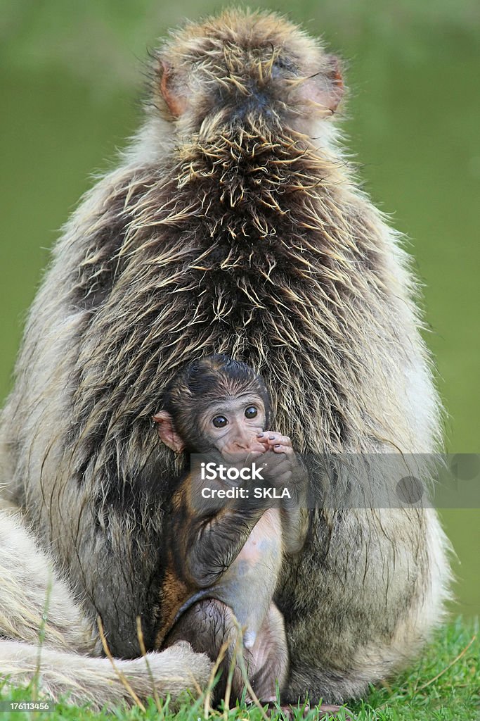 엄마와 아기 (Barbary Apes - 로열티 프리 0명 스톡 사진