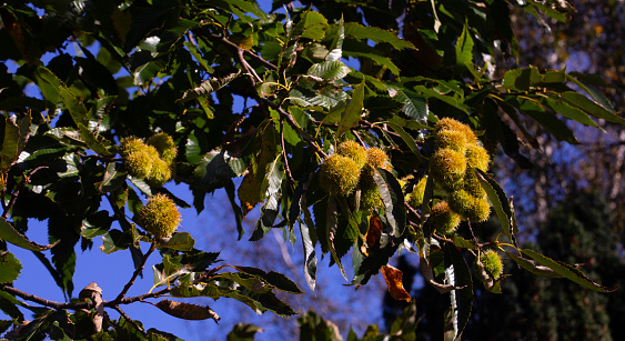 Horse chestnuts on autumn foliage close-up, autumn background