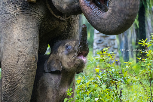 Wild elephant playing at river. Kerala. India