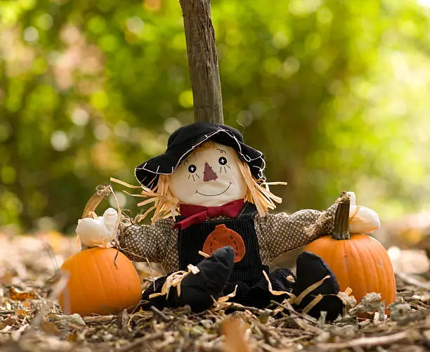 Photo of scarecrow in the Autumn woods with pumpkins