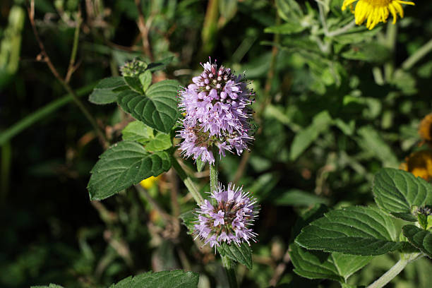 menta silvestre mentha aquatica crecimiento junto a una corriente - mentha aquatica fotografías e imágenes de stock