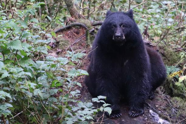istock Mother brown bear in Alaska 1761141016