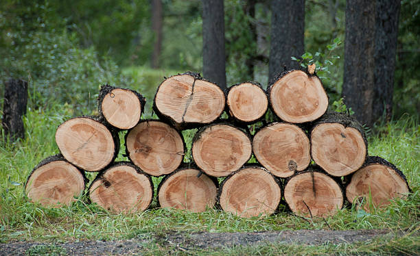 istock Pile Of Freshly Cut Logs 176114177