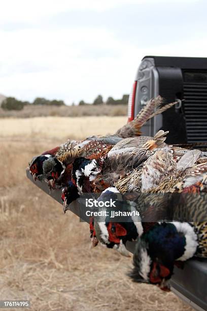 Мертвый Pheasants — стоковые фотографии и другие картинки Задняя дверь автомобиля - Задняя дверь автомобиля, Пикап, Без людей