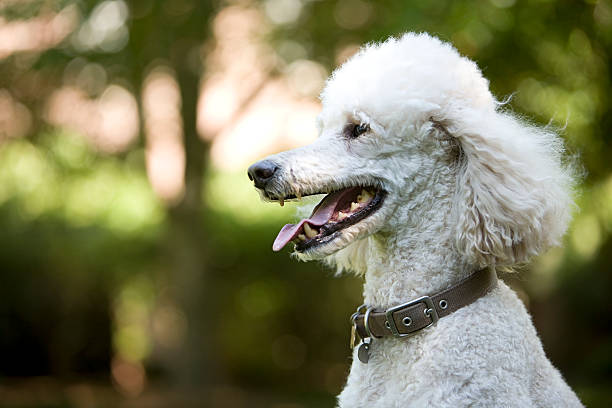 istock A Profile Portrait of a Standard Poodle 176114364