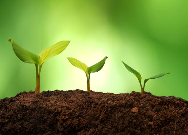 istock Tree Growth Three Steps in Nature and Beautiful morning lighting on nature background and enverimental concept 1761143734