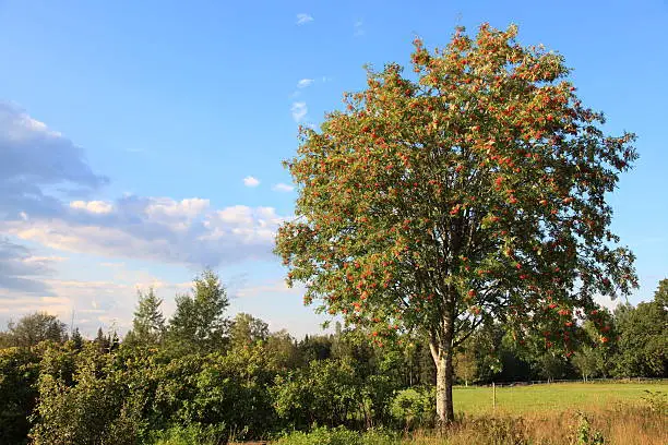There is a Rowan tree in front of the meadow in beautiful rural Sweden.
