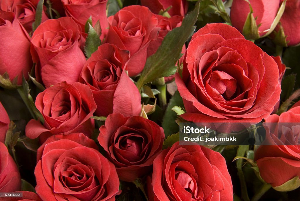 Свежие Красные розы фон для День святого Валентина - Стоковые фото Ароматический роялти-фри