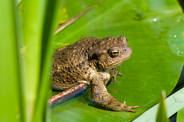 Common toad stock photo