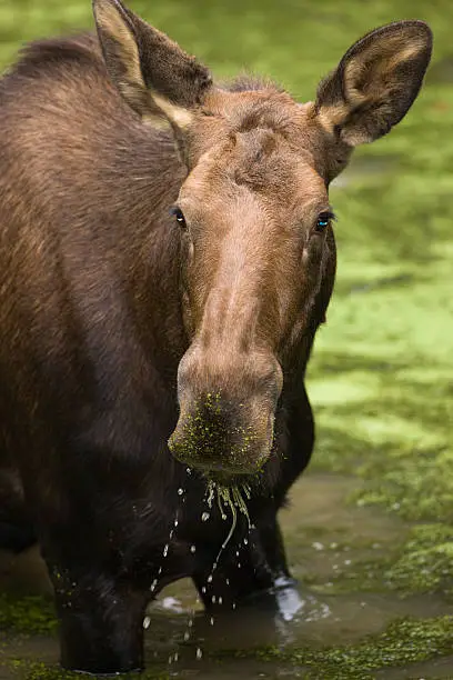 Photo of Cow moose feeding in wetland area.