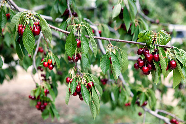 istock Cherry Tree in Provence France 176114715