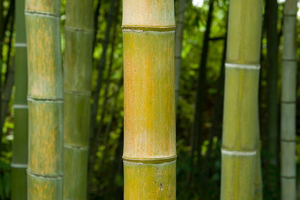 Bamboo stock photo