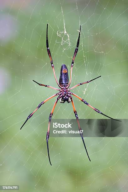 Orb Паук — стоковые фотографии и другие картинки Orb Ткач Spider - Orb Ткач Spider, Большой, Вертикальный