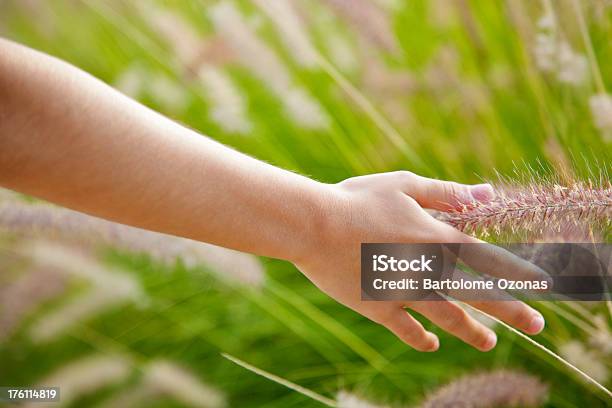 女性手を触れ芝生 - 芝草のストックフォトや画像を多数ご用意 - 芝草, 1人, やわらか