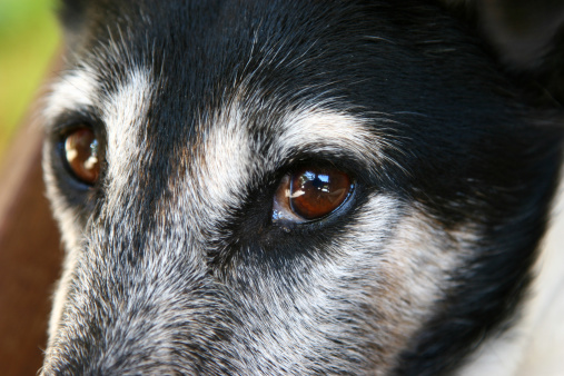 Close up of dog's eyes looking at me