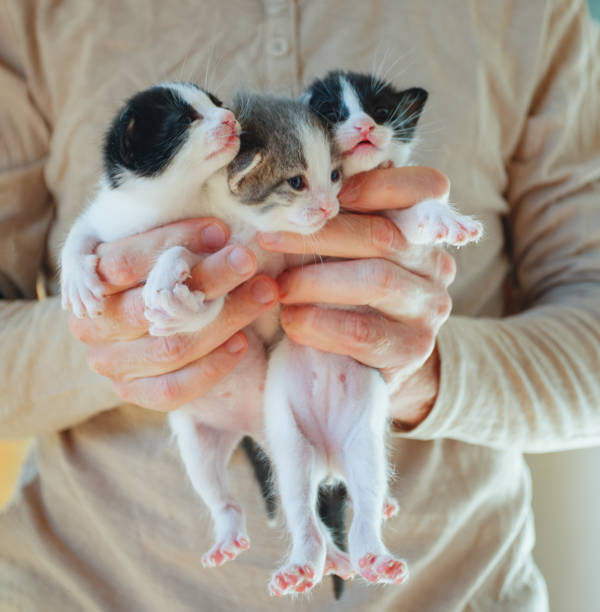 istock Closeup photo of three kitten on human hands 1761150605