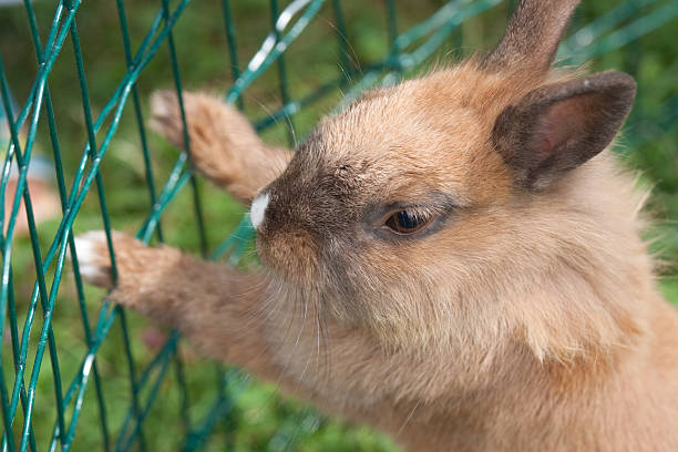 Brown Bunny trying to escape