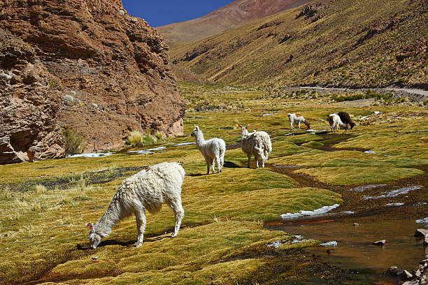 istock Llamas Grazing in Bolivia 176115222