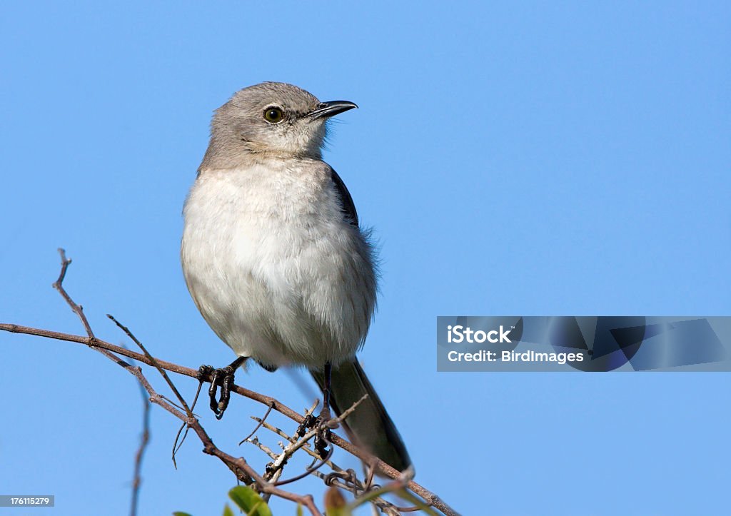 Mockingbird du Nord - Photo de Bleu libre de droits