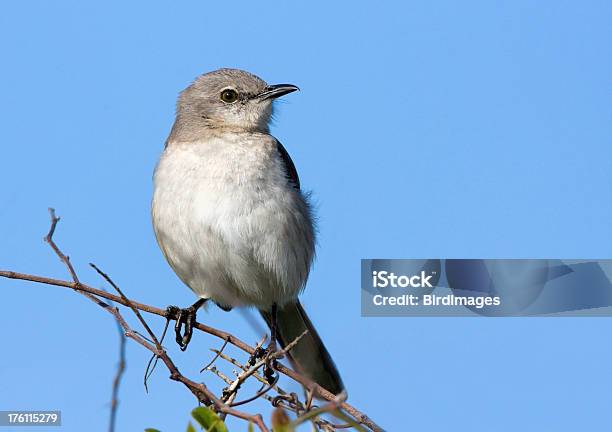 Foto de Norte Da Mockingbird e mais fotos de stock de Animal - Animal, Ave canora, Azul