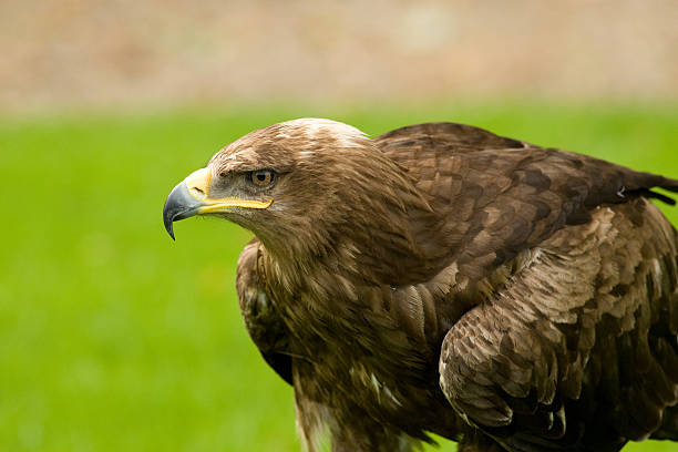 Steppe Eagle Three quarter portrait of a steppe eagle. steppe eagle aquila nipalensis stock pictures, royalty-free photos & images